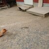 老犬ホームあん｜ゼロ