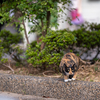 地元住宅街のねこさん