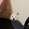 クリンのお友達