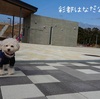 ～愛犬のために買ってよかったもの～