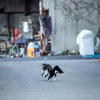 地元漁港のねこさん