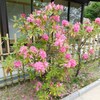 Rhododendron spp.　セイヨウシャクナゲ