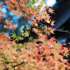 紅葉のある風景@2020/11/21 。。。