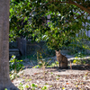 地元温泉街のねこさん