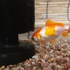 栄養たっぷりな金魚のエサを控えて