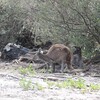 クロカンガルー(Western Grey Kangaroo)