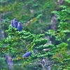 ロープウェイから氷河が見えるんだねって／長野県栂池ロープウェイにて