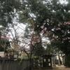 河津桜