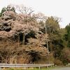 大荷田の夫婦桜・・