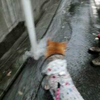 犬バカチャンリン☆蕎麦屋の風鈴♪　雨の日は　…　ジャバジャバ　不思議！？　