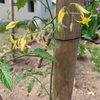 野菜の花が咲いたよ。