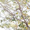 Sayaca Tanager ハイガシラソライロフウキンチョウ