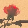 秋を彩る花　いろいろ