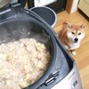 ストックを１食分ずつにしてみた　～犬ごはん～