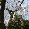 桜開花東山界隈その３