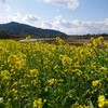 上堰潟公園（新潟市西蒲区松野尾1）の菜の花畑と、桜は・・・。