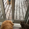 猫犬話：雪が降ると、犬は喜び庭駆け回り、猫はこたつで丸くなる。を検証