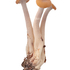 Cudonia sp.