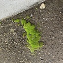 堕落は駱駝でダライラマ