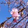 宇都宮市内のおすすめお花見スポット