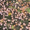 秋の香りが漂う季節。目玉焼きの食べ方は、ソース、塩、醤油、それともマヨネーズ?