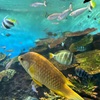 Q8で行く新潟の水族館マリンピア日本海。