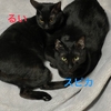 黒猫のスピカくんとルイちゃん【5/18譲渡会参加】