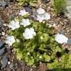赤系キウイの花が満開