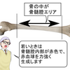 『ボーンマトリクス（骨髄腔エリア）』が若返りと長寿に関係する理由