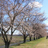 都幾川桜堤  （ときがわさくらづつみ）を撮りました。