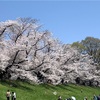 背割りの桜🌸