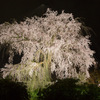 京都の桜2014・円山公園の枝垂れ桜