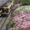 高の原駅のツツジ２０２１年（４月下旬～５月初め）