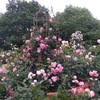 Newレオマワールドのバラ園その2