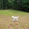 【犬連れ日帰りドライブ】【ウノタワ】【苔の群落】【廃村・白岩集落跡】埼玉県 飯能市