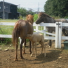 やんちゃな子馬と寂しい父馬