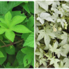 万葉集の世界に飛び込もう（その３２８７）―万葉一日一葉　「植物で見る万葉の世界」（國學院大學「万葉の花の会」発行）より」―むぐら［カナムグラ］