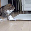 もはや手のレベルで『前足を器用に扱う猫』が話題に・・・