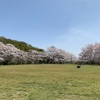 満開の桜🌸