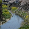 植田川の桜