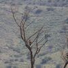 アカオノスリ(Red-tailed Hawk)