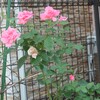 我が家の薔薇