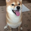 柴犬ハルのぐーたら日記