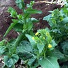 チンゲン菜が家庭菜園の秋蒔き野菜に向いている証拠