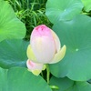 府立植物園のハスの花