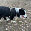 老犬ホームあん｜新人さん ハル^^