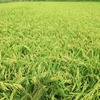 イネの穂は急速に色付くも作柄は予測困難