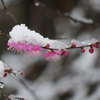 雪が降る降る～～～・・・