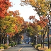 紅葉が朝日を浴びると