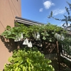 梅雨明けが待ち遠しいような待ち遠しくないような